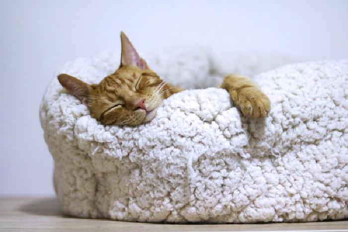 cat-in-bed.jpg